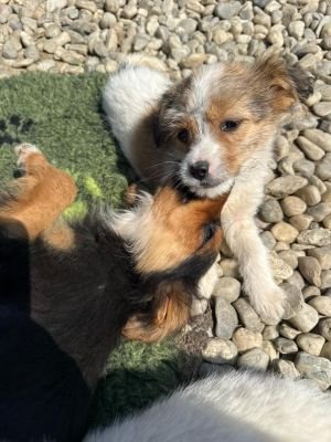 WhatsApp Image 2026 04 17 at 11.30.03 (1)