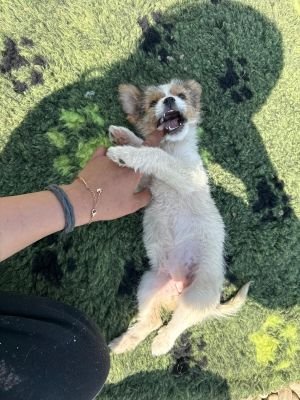 WhatsApp Image 2026 04 17 at 11.30.03 (3)