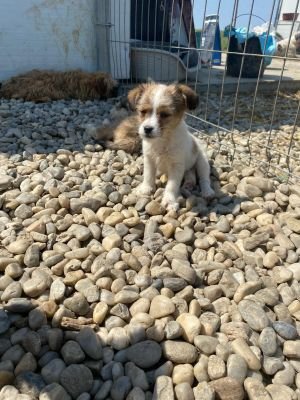 WhatsApp Image 2026 04 17 at 11.30.03