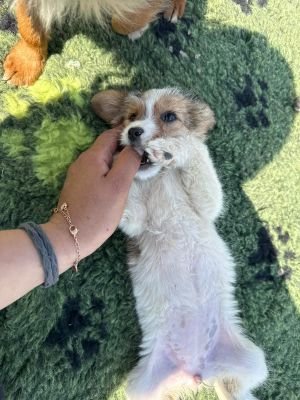 WhatsApp Image 2026 04 17 at 11.30.04 (2)