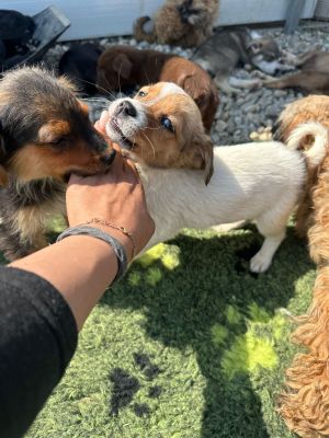 WhatsApp Image 2026 04 17 at 11.34.51