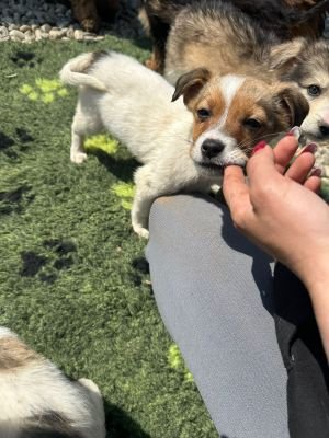 WhatsApp Image 2026 04 17 at 11.34.52 (1)