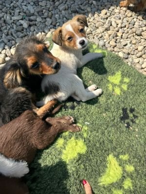 WhatsApp Image 2026 04 17 at 11.34.521