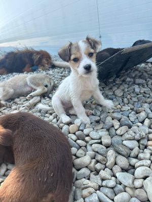 WhatsApp Image 2026 04 17 at 11.39.30 (2)