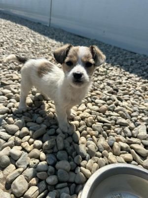 WhatsApp Image 2026 04 17 at 11.39.31 (1)