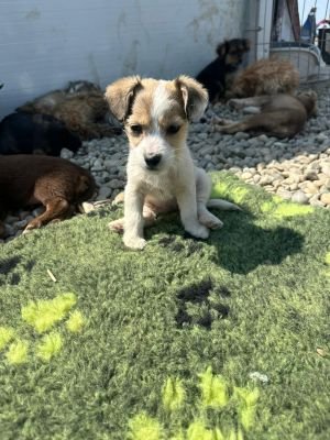 WhatsApp Image 2026 04 17 at 11.39.31 (2)