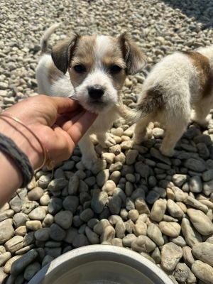 WhatsApp Image 2026 04 17 at 11.39.32 (2)