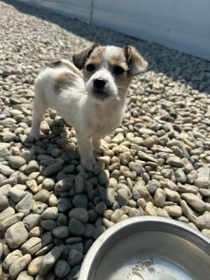 WhatsApp Image 2026 04 17 at 11.39.33 (1)