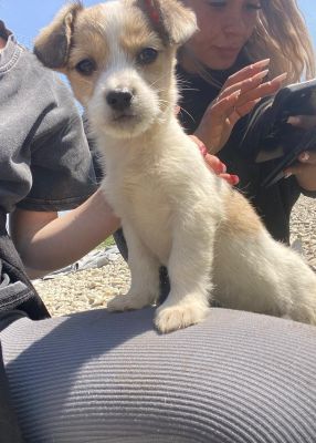 WhatsApp Image 2026 04 17 at 11.39.34