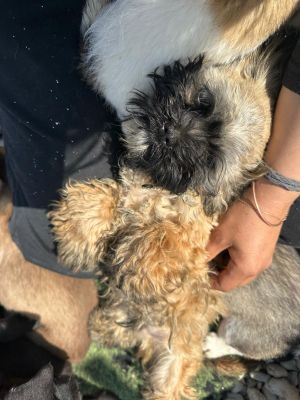 WhatsApp Image 2026 04 17 at 11.44.47