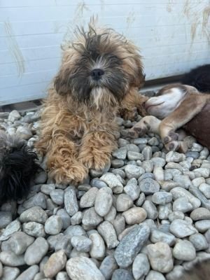 WhatsApp Image 2026 04 17 at 11.46.46