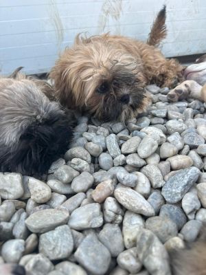 WhatsApp Image 2026 04 17 at 11.46.49