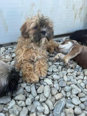 WhatsApp Image 2026 04 17 at 11.46.501