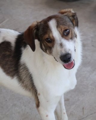 Nebunu