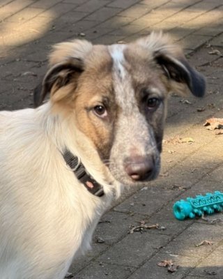 Henriette (G)