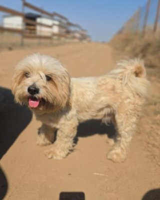 Ulli