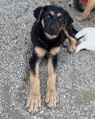 Ozzie (BV)