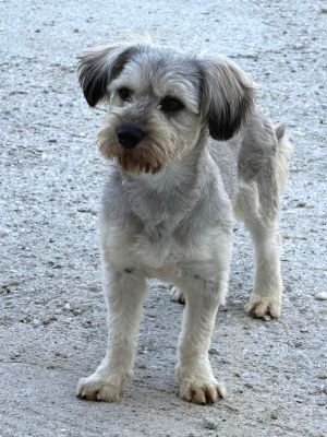 Maja
