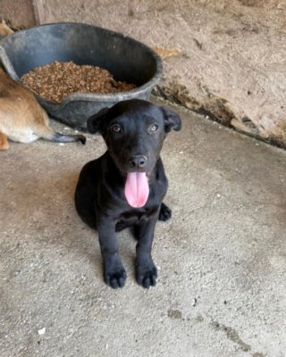 Blacky