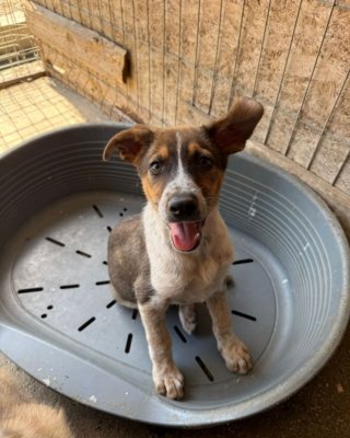 Elliot