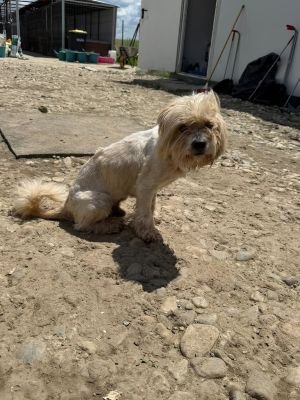Bichon