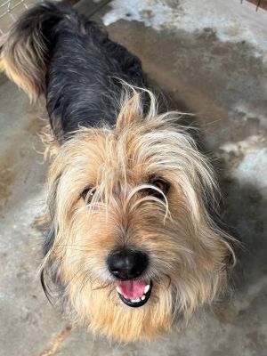 Kimba