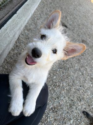 Sammy