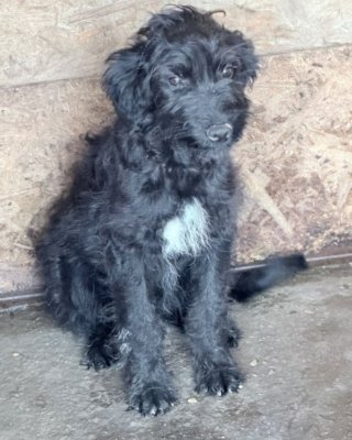 Anouk (BV)