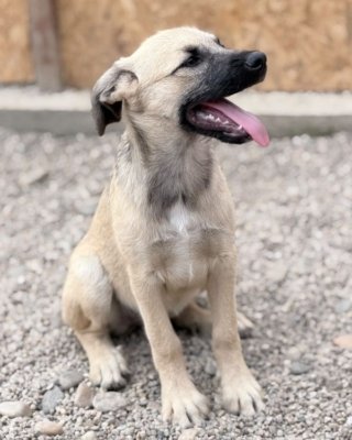 Kira