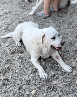 Frieda