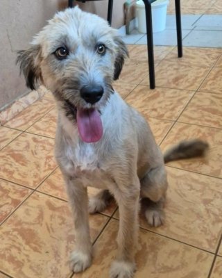 Feli