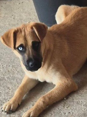 Nova