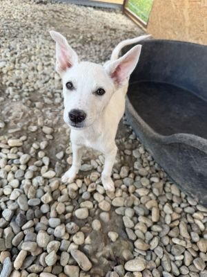 Chichita