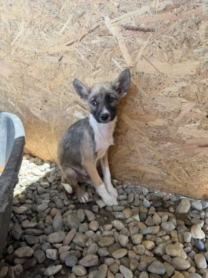 Conchi