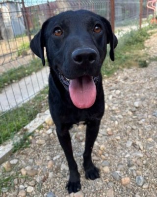 Finley