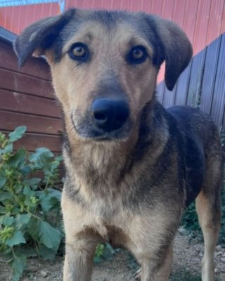Fiona