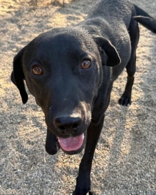 Finley