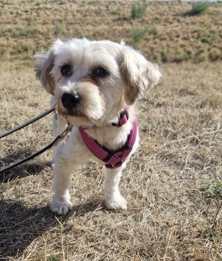 Rosie (BV)