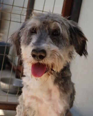 Xamira