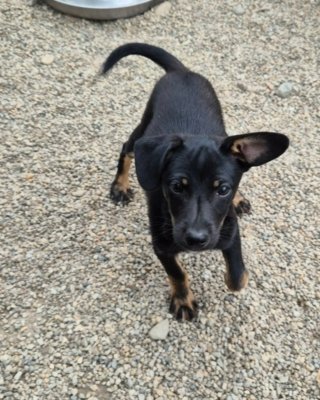 Ares