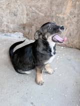 Boy Odobesti