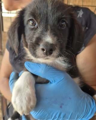 Loki