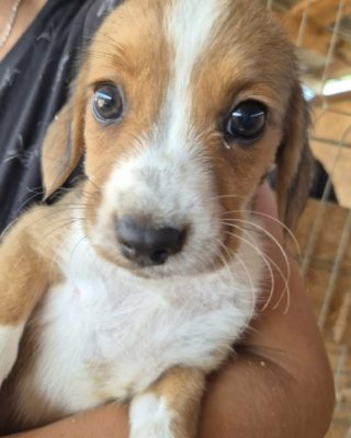 Leeloo