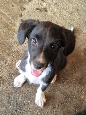 Loki