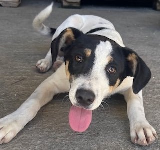 Oreo