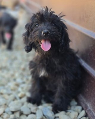 Zoom