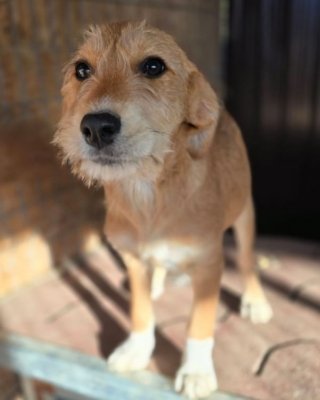 Fifi