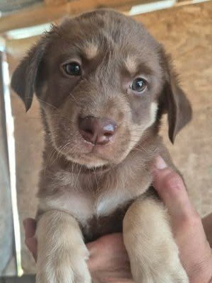 Taro