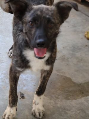 Xiro