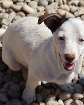 Nixie